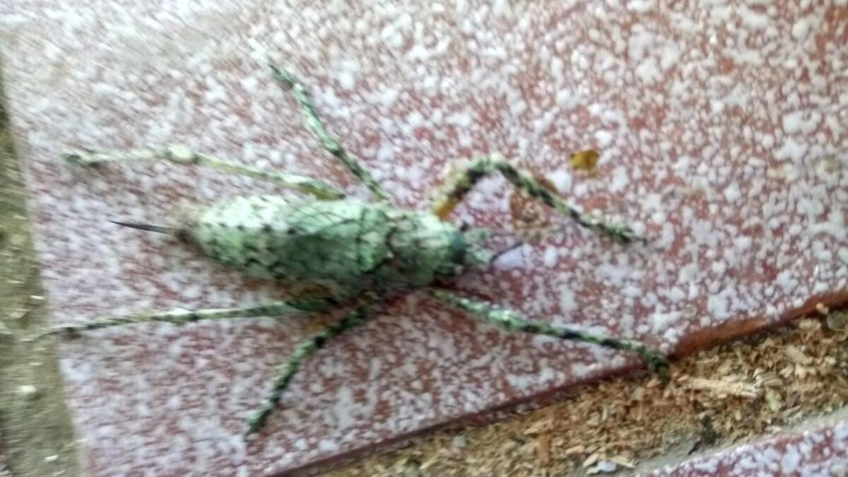Вилла Tiny House Garden - Aparados Da Serra - Sc Прая-Гранди Экстерьер фото